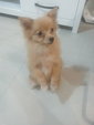 Mini - Pomeranian Dog