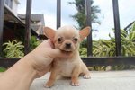 T-cup Smooth Coat Chihuahua Puppy - Chihuahua Dog