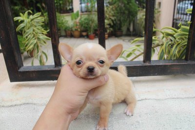 T-cup Smooth Coat Chihuahua Puppy - Chihuahua Dog