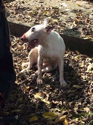 Bull Terrier - Bull Terrier Dog