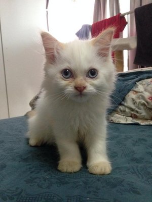 Persian Cat - Persian Cat