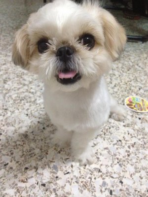 Apple - Shih Tzu Dog