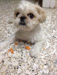 Apple - Shih Tzu Dog