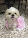 Apple - Shih Tzu Dog