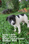 Jedi / Jasper / Joy - Mixed Breed Dog