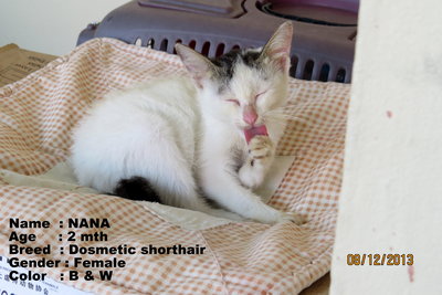 Nana  - Domestic Short Hair Cat