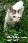 Nana  - Domestic Short Hair Cat