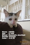 Nana  - Domestic Short Hair Cat