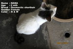 Nana  - Domestic Short Hair Cat