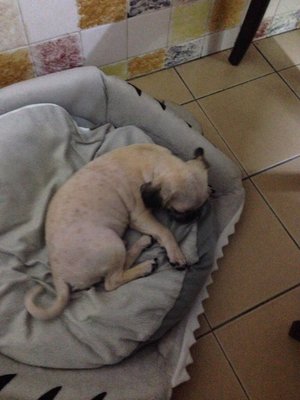 Wong Wong  - Pug + Shih Tzu Dog