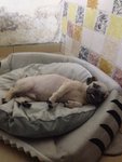 Wong Wong  - Pug + Shih Tzu Dog