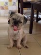 Wong Wong  - Pug + Shih Tzu Dog