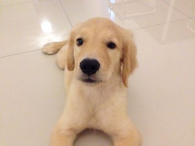 Scott - Golden Retriever Dog