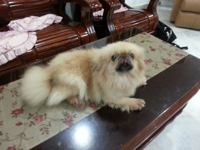 PF52416 - Pekingese Dog