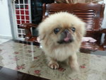 PF52416 - Pekingese Dog