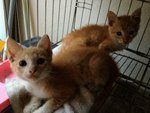 Shiro &amp; Momo - Domestic Short Hair Cat