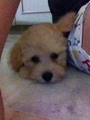 Male Toy Poodle - Poodle Dog