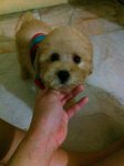 Male Toy Poodle - Poodle Dog