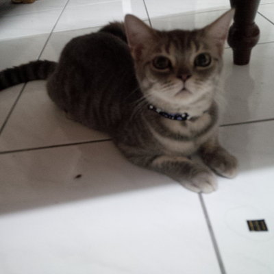 PF52436 - American Shorthair Cat