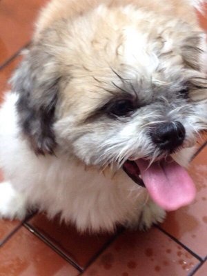 PF52437 - Shih Tzu Dog