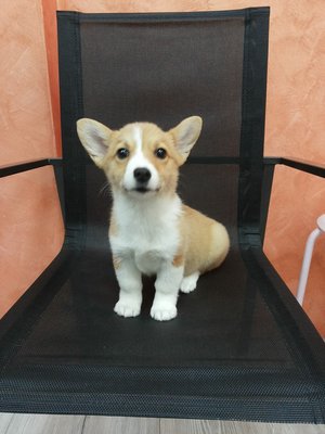 Welsh Corgi Cardigan - Welsh Corgi Dog