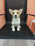 Welsh Corgi Cardigan - Welsh Corgi Dog