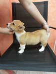 Welsh Corgi Cardigan - Welsh Corgi Dog