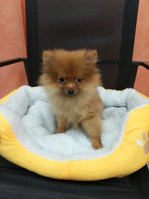 Pomeranian  - Pomeranian Dog