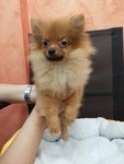 Pomeranian  - Pomeranian Dog