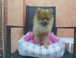 Pomeranian  - Pomeranian Dog