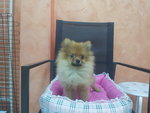 Pomeranian  - Pomeranian Dog