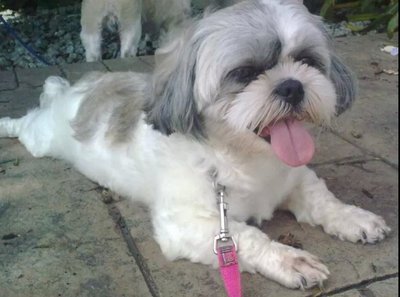 Princess - Shih Tzu Dog