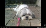 Princess - Shih Tzu Dog