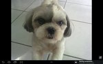 Princess - Shih Tzu Dog