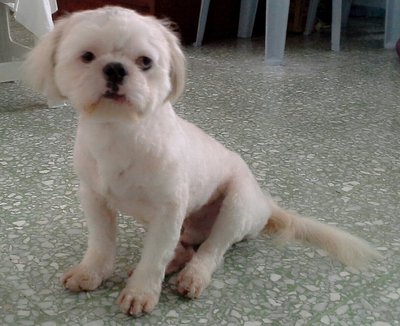 PF52455 - Pekingese + Shih Tzu Dog