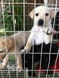 3 Pretty Puppies - Mixed Breed Dog