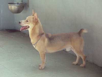 Jack - Corgi Mix Dog