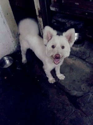 Dicky Boy - West Highland White Terrier Westie Dog