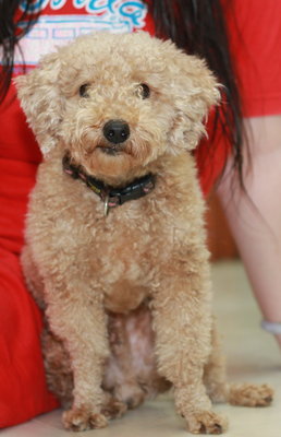 Ha Ha (Toy Poodle) - Poodle Dog