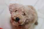 Ha Ha (Toy Poodle) - Poodle Dog