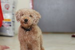 Ha Ha (Toy Poodle) - Poodle Dog