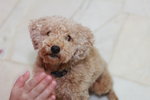 Ha Ha (Toy Poodle) - Poodle Dog