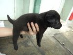 8 Little Blackies - Mixed Breed Dog