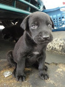 8 Little Blackies - Mixed Breed Dog