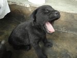 8 Little Blackies - Mixed Breed Dog