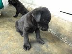 8 Little Blackies - Mixed Breed Dog