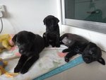 8 Little Blackies - Mixed Breed Dog