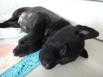 8 Little Blackies - Mixed Breed Dog