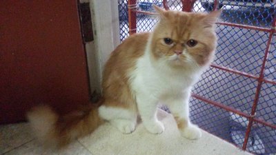 Bobby - Persian Cat