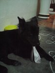 Blackie - Mixed Breed Dog